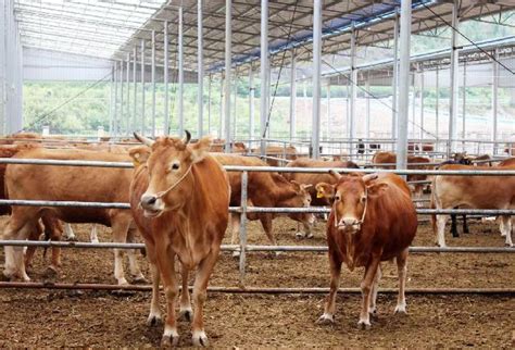 贵州大型肉牛养殖基地 贵州大型肉牛养殖基地-食品商务网