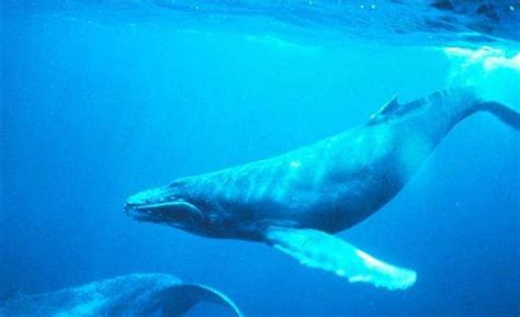 蓝鲸重返南极：南乔治亚岛附近蓝鲸成群出现,科学家喜忧参半|蓝鲸|南乔治亚岛|南极_新浪新闻