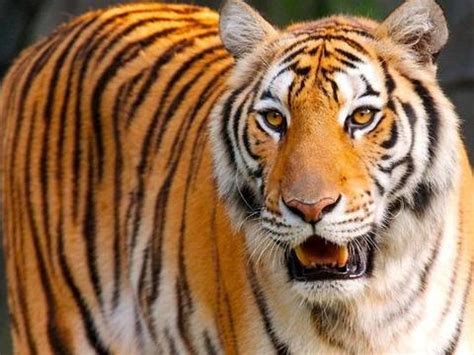 老挝养殖场靠卖老虎赚钱 花300万可以买一只吃