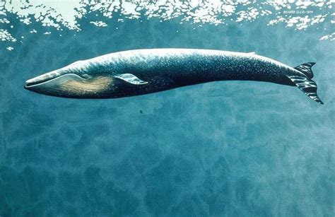 最大鲸鱼排行榜，世界最大的鲸鱼排名