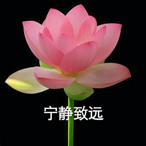 沙雕非主流头像荷花