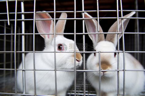 两只兔子情侣头像 恩爱两个兔子的唯美图片头像_情侣动漫头像_头像屋
