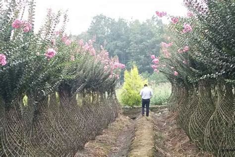 园林绿化苗木的选择搭配与注意事项-种植技术-中国花木网