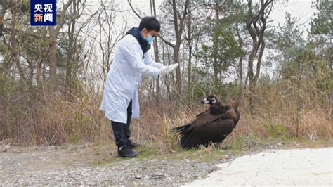 多方联动救治 这只国家一级保护动物重返自然 - 国内动态 - 华声新闻 - 华声在线