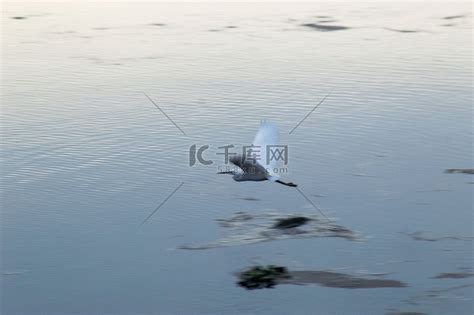 白鹭飞过水面高清图片下载-正版图片505167951-摄图网