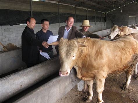云南普洱肉牛大发展！2020年全市肉牛存栏超67万头，实现产值32.44亿元_养殖