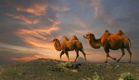 只喝咸水生活也能生存？大漠戈壁深处的奇特生物——野骆驼 | 多彩生命- 中国生物多样性保护与绿色发展基金会