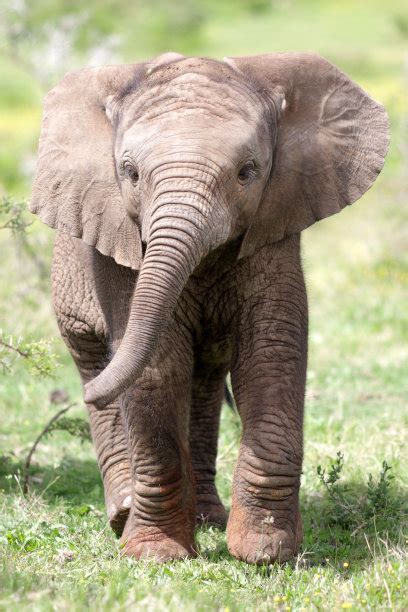 小象,白色,几乎,分离着色,母亲,水平画幅,食草动物,早晨,野外动物,非洲象摄影素材,汇图网www.huitu.com