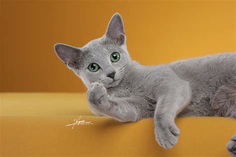 纯种俄罗斯蓝猫的价格要多少钱 - 茶杯宠物网