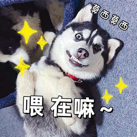 狗头二哈图片