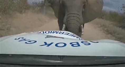 南非一男子停车让道让大象通行 却遭大象攻击