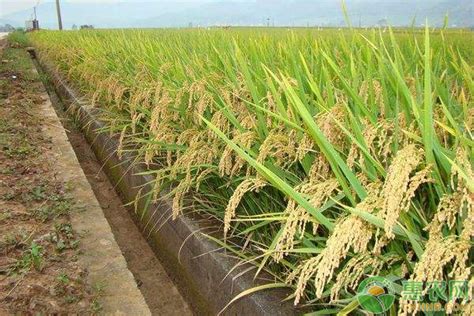 科学网—膜下滴灌水稻，一种水稻栽培模式的创新 - 李学宽的博文
