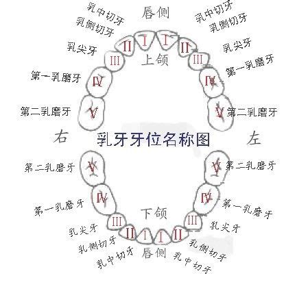牙齿编号位置图图片