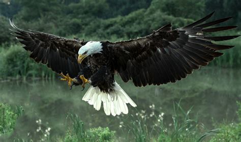 The Characteristics of an Eagle Bird | Our Pastimes
