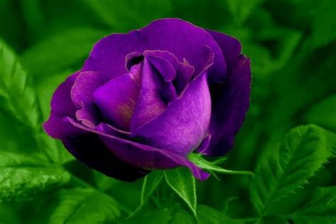 【紫色玫瑰代表什么】【图】紫色玫瑰代表什么意思 如何避免送错花的尴尬_伊秀花草|yxlady.com