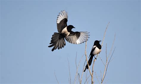 鹊鸲-江西庐山常见鸟类-图片