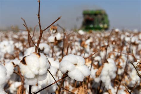 新疆棉花为什么重要|棉花|新疆棉花_新浪新闻