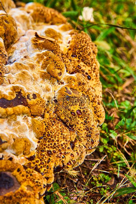密集恐惧症恐惧症引发毛骨悚然的蘑菇真菌出血牙真菌琥珀从孔中滴出高清摄影大图-千库网