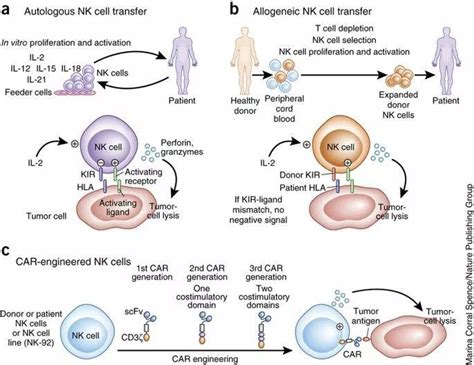 NK细胞疗法,NK细胞的作用功能有哪些_全球肿瘤医生网