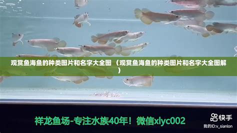 观赏鱼海鱼的种类图片和名字大全图 （观赏鱼海鱼的种类图片和名字大全图解） - 魟鱼 - 广州观赏鱼批发市场