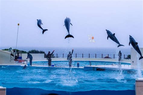 【海豚表演摄影图片】生态摄影_天空中翱翔_太平洋电脑网摄影部落