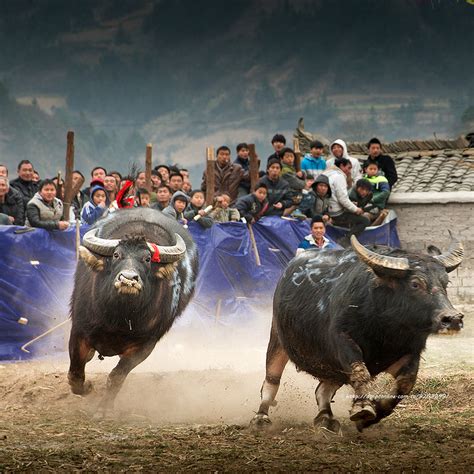 贵州苗寨举办斗牛会 26头斗牛同堂竞技-贵州旅游在线