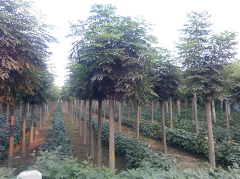 宜宾沐峰苗木种植有限公司