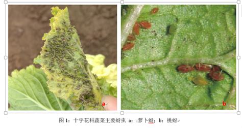 兰花蚜虫的危害症状和防治方法 - 知乎