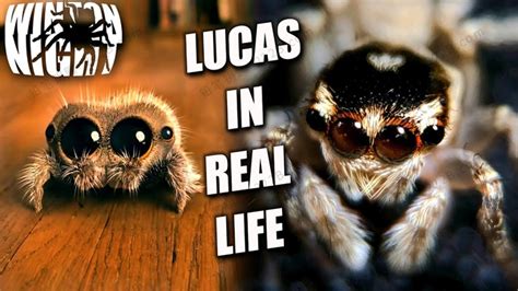 《小蜘蛛卢卡斯Lucas the Spider》34集英语启蒙动画短片系列 百度云网盘下载 – 铅笔钥匙