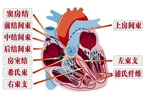什么是心脏的传导系统？_再造人