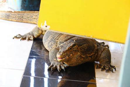 世界上最厉害的蜥蜴：科莫多巨蜥体重达70公斤_巴拉排行榜