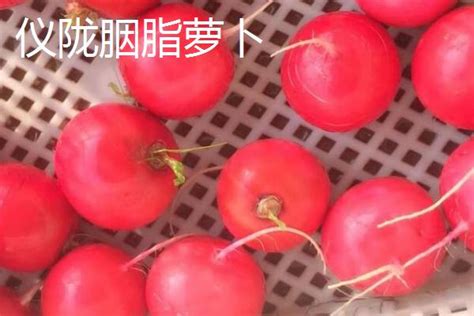 四川仪陇县的特产，胭脂萝卜全国有名 - 新三农