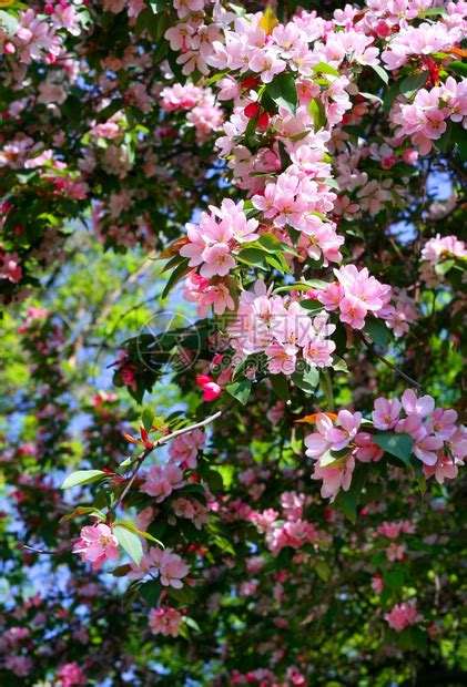 粉色花树高清图片下载-正版图片600934753-摄图网