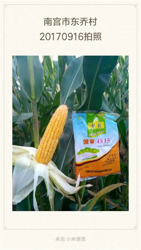 中农大787玉米种,中玉787玉米种,农大372玉米种_大山谷图库
