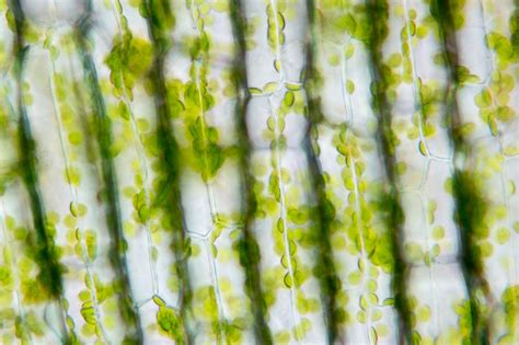 角藻显微镜图片,显微镜图片图,鱼腥藻显微镜图片_大山谷图库