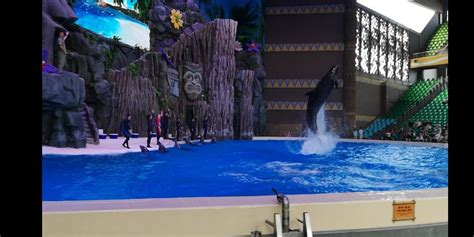 2022海豚剧场玩乐攻略,很好，可以说海洋世界里几个...【去哪儿攻略】