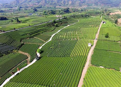 松阳县茶农迎来一年最繁忙的茶叶采摘加工季节