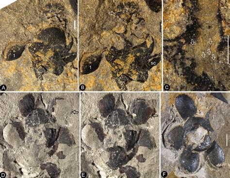 世界上最古老的花朵化石：距今1.74亿年前绽放于侏罗纪早期的“南京花” - 化石网
