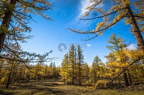秋天树林的清晨仰视高清图片下载-正版图片500644316-摄图网