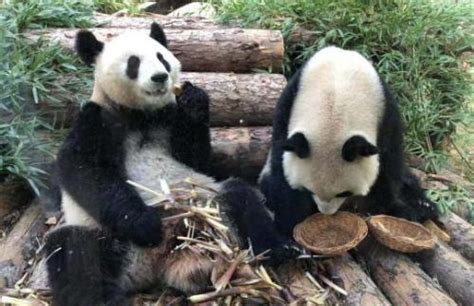 南京紫清湖动物园门票价格+开放时间+游玩攻略|南京紫清湖动物园|南京动物园|南京野生动物园-墙根网
