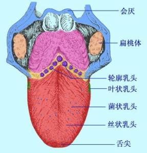 舌头结构图图片