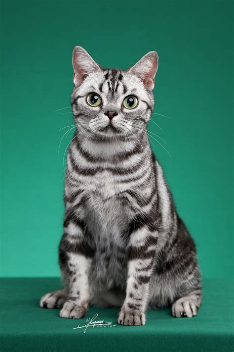 美短猫图片