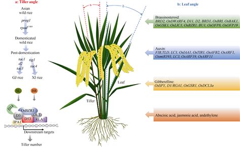 水稻株型生理生态与遗传基础研究进展
