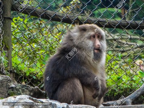 实拍: 张家界国家森林公园的猴子
