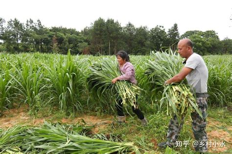 皇竹草被称为“牧草之王”，亩产25吨，我国哪些地方能种植？ - 知乎