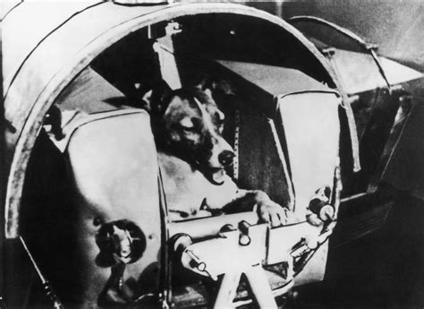 The Horrible Story of Laika, the Dog That Had a One Way Ticket to Space - InsideHook
