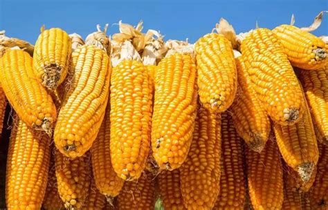 玉米价格走势分析2022年？附近日各地玉米价格__财经头条