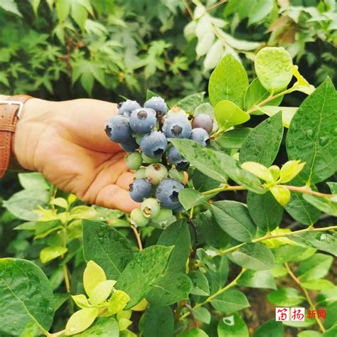 蓝莓是一种十分健康的水果，功效繁多，种植方法并不难 - 森林食品
