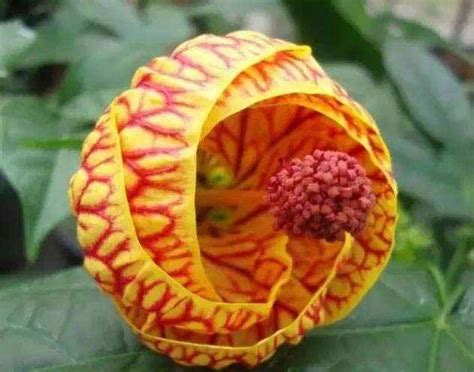 世界上最稀有的花朵,上最稀有的花,12上最稀有的花_大山谷图库