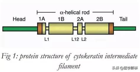角质形成细胞-原代细胞-STR细胞-细胞培养基-赛百慷生物
